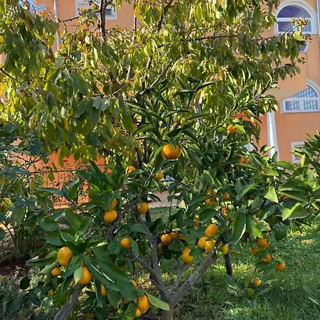 דירה Citrus Novigrad