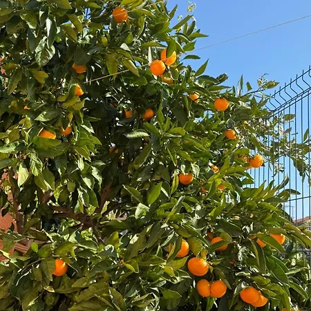 Citrus Novigrad דירה