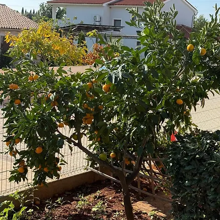 Citrus Novigrad