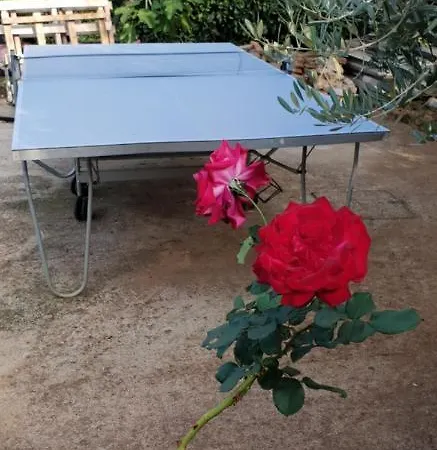 Citrus Novigrad * Filipac