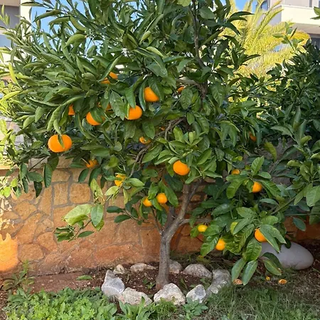 Citrus Novigrad Apartment